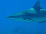 Moorea28 (Small).JPG